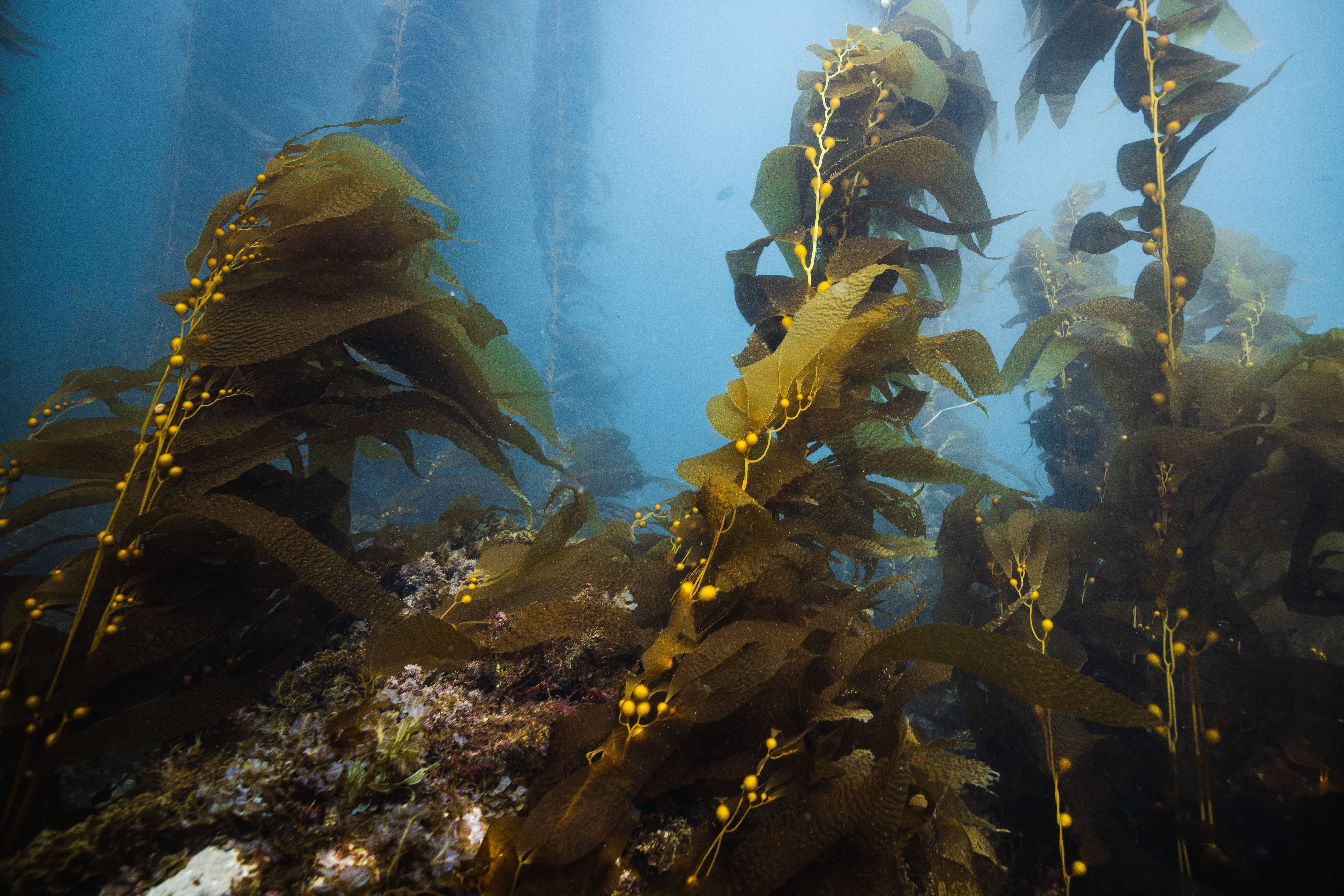 Giant kelp icon