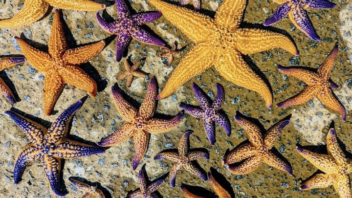 Seastar icon